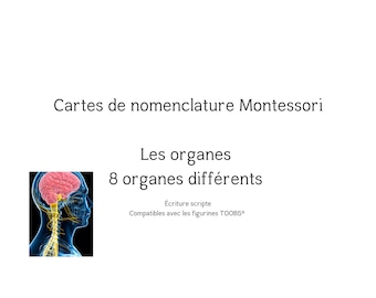 Montessori organ nomenclature cards