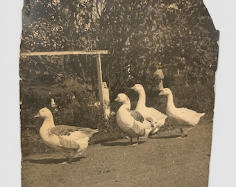 Antique Goose and Child Photograph c1910-1920 | Large Vernacular Farm Photo | Primitive European Decor