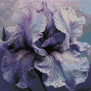 Könnte beinhalten: Eine Nahaufnahme einer lila und weißen Iris-Blume. Die Blütenblätter sind weich und zart, mit einem Hauch von Blau.