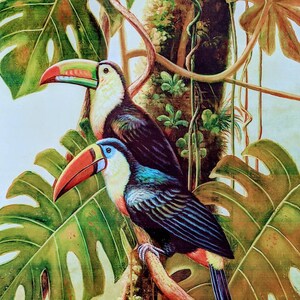 Geographical norway hotsell toucan