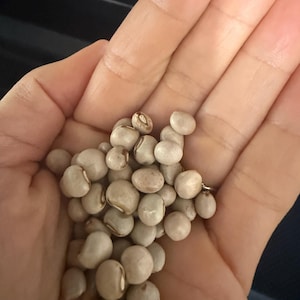 100 Pigeon Pea Seeds | Cajanus cajan | Drought-Tolerant Cover Crop | Food Forest & Permaculture Favorite