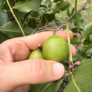 20 Bareroot Mamoncillo Seedlings | Spanish Lime | Quenepa | Limoncillo | Tropical Fruit Tree