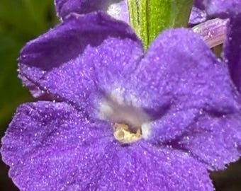 May include: Close-up of a vibrant purple flower with a textured petal surface. The flower has a white center and is set against a blurred green background. The image highlights the intricate details of the flower's structure.