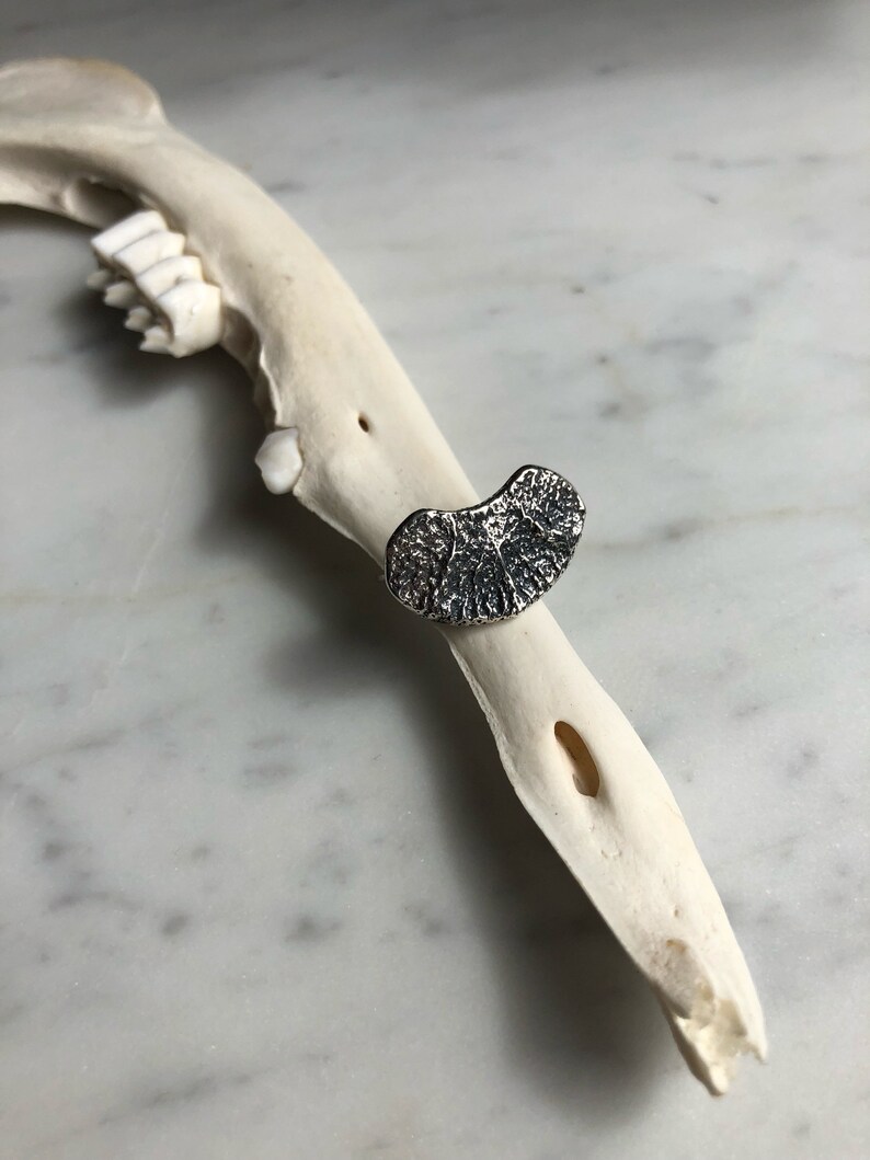 Deer Vertebral Epiphysis Flat Ring, Sterling Silver, Kaya Tinsman, Bone ...