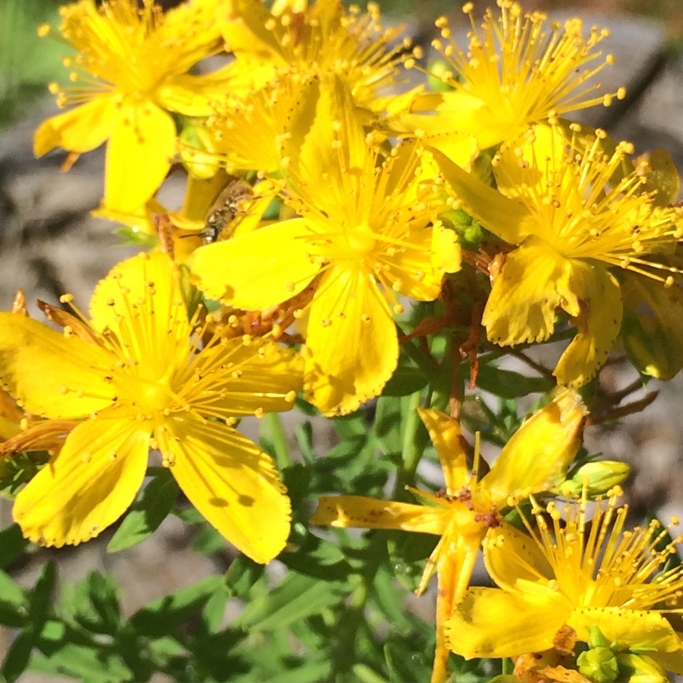 St John's Wort Oil - Etsy