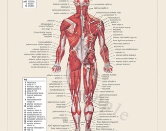 Muscular System | Etsy