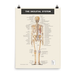 The Skeletal System Anatomy Doctor Physical Therapist Print Educational Poster Art