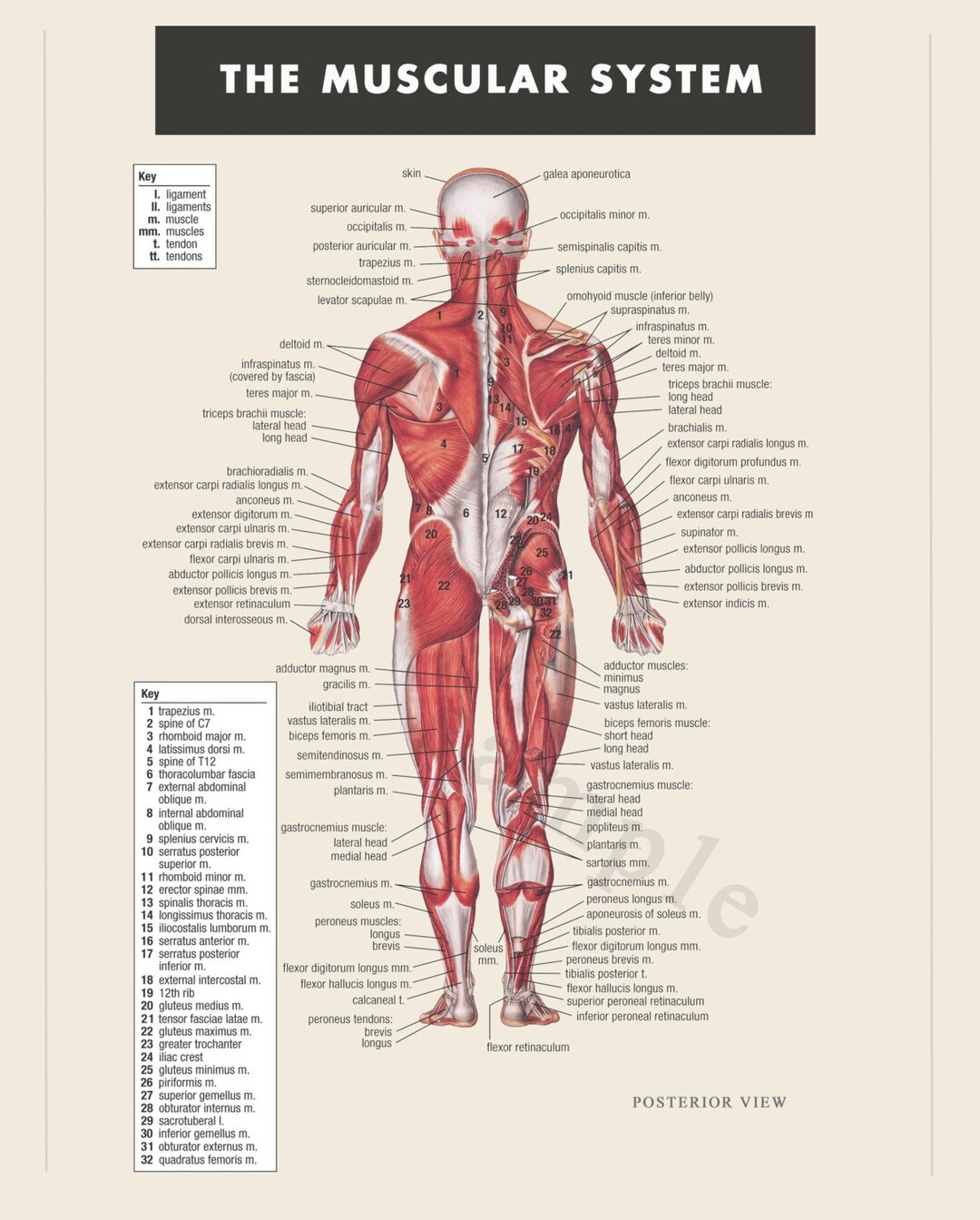 digital-print-instant-download-muscular-system-anatomy-doctor-physical-therapist-art-educational-poster-print-body-anatomical-muscles-etsy for Free Printable Muscular System Diagram Digital Print Instant Download Muscular System Anatomy Doctor Physical Therapist Art Educational Poster Print Body Anatomical Muscles - Etsy for Free Printable Muscular System Diagram