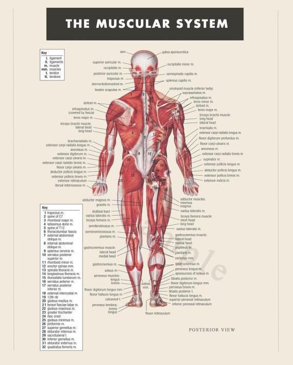 Printable Anatomy Diagrams Vascular System And Viscera Chart