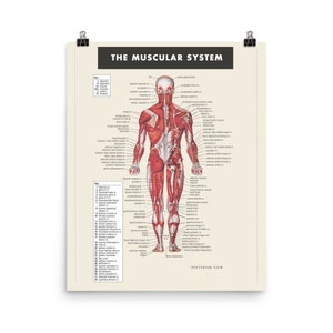 Muscular System Anatomy Doctor Physical Therapist Art Educational Poster