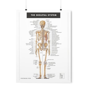 High Res Instant Digital Download The Skeletal System Anatomy Doctor Physical Therapist Print Educational Poster Art White Background