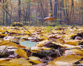 Forest Floor Background - Petbackdrops - Terrarium Background - Reusable