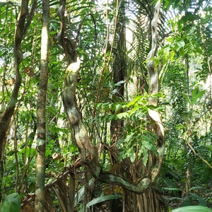 Jungle Vegetation Background - Petbackdrops - Terrarium Background - Reusable