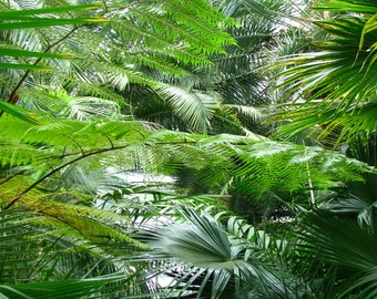Tropical Plants Background Petbackdrops - Tropical Aquarium Background - Reusable Tank Decoration
