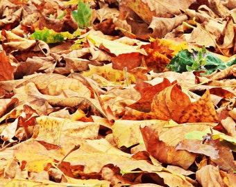 Leaves Background - Petbackdrops - Terrarium Background - Reusable