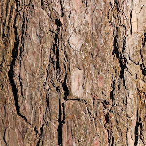 Brown Bark Background - Petbackdrops - Glass Tank Background - Reusable