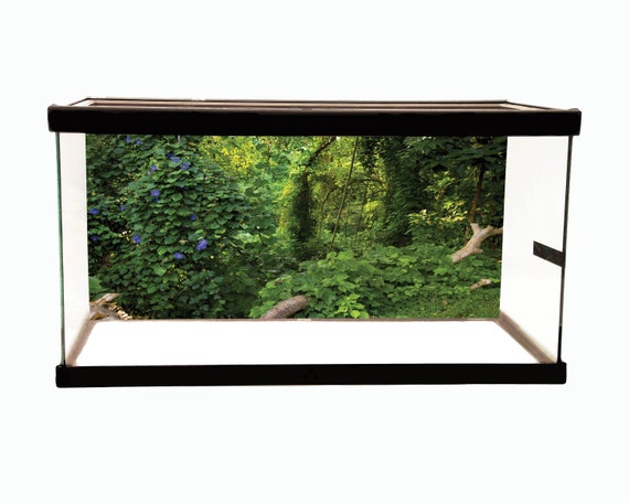 10 Gallon Forest Background Petbackdrops Forest Aquarium