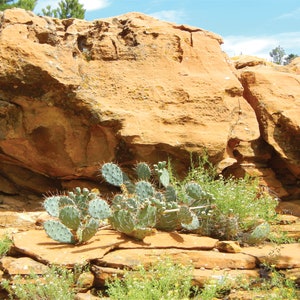 30 x 12 x 12 Desert Scene Terrarium Background by Petbackdrops (different sizes available)