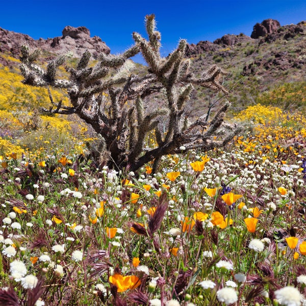 Desert Flowers Background - Petbackdrops - Terrarium Background - Reusable