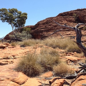 Outback Landscape Tank Background - 40 gal tank - Petbackdrops - Reusable Desert Cage Background (Different Sizes Available)