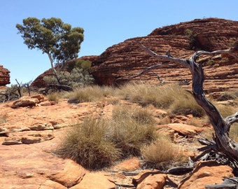 May include: A red rock formation with a dry, cracked surface. A dead tree branch extends across the foreground, with green grass and shrubs growing around it.