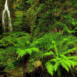 40 Gallon Ferns Background Petbackdrops - Ferns Cage Background - Glass Tank Decor - Reusable Cage Background