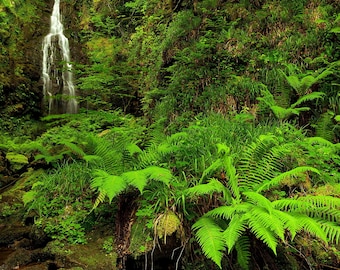 40 Gallon Ferns Background Petbackdrops - Ferns Cage Background - Glass Tank Decor - Reusable Cage Background