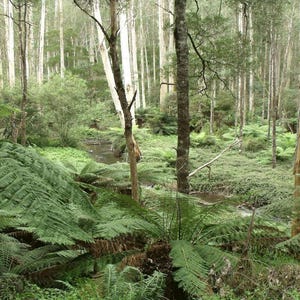 May include: A lush green forest with tall trees and a small stream running through it. The forest floor is covered in ferns and other vegetation.
