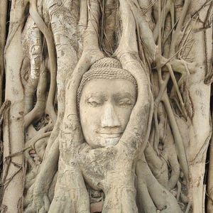 May include: A weathered stone Buddha head is partially encased in the roots of a large tree. The roots are thick and gnarled, and they appear to be growing around the head.