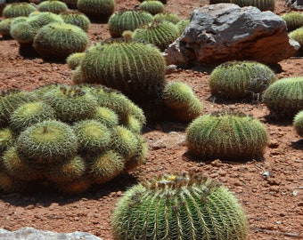 Cactus Plant Aquarium Background - Petbackdrops - Terrarium Background - Reusable