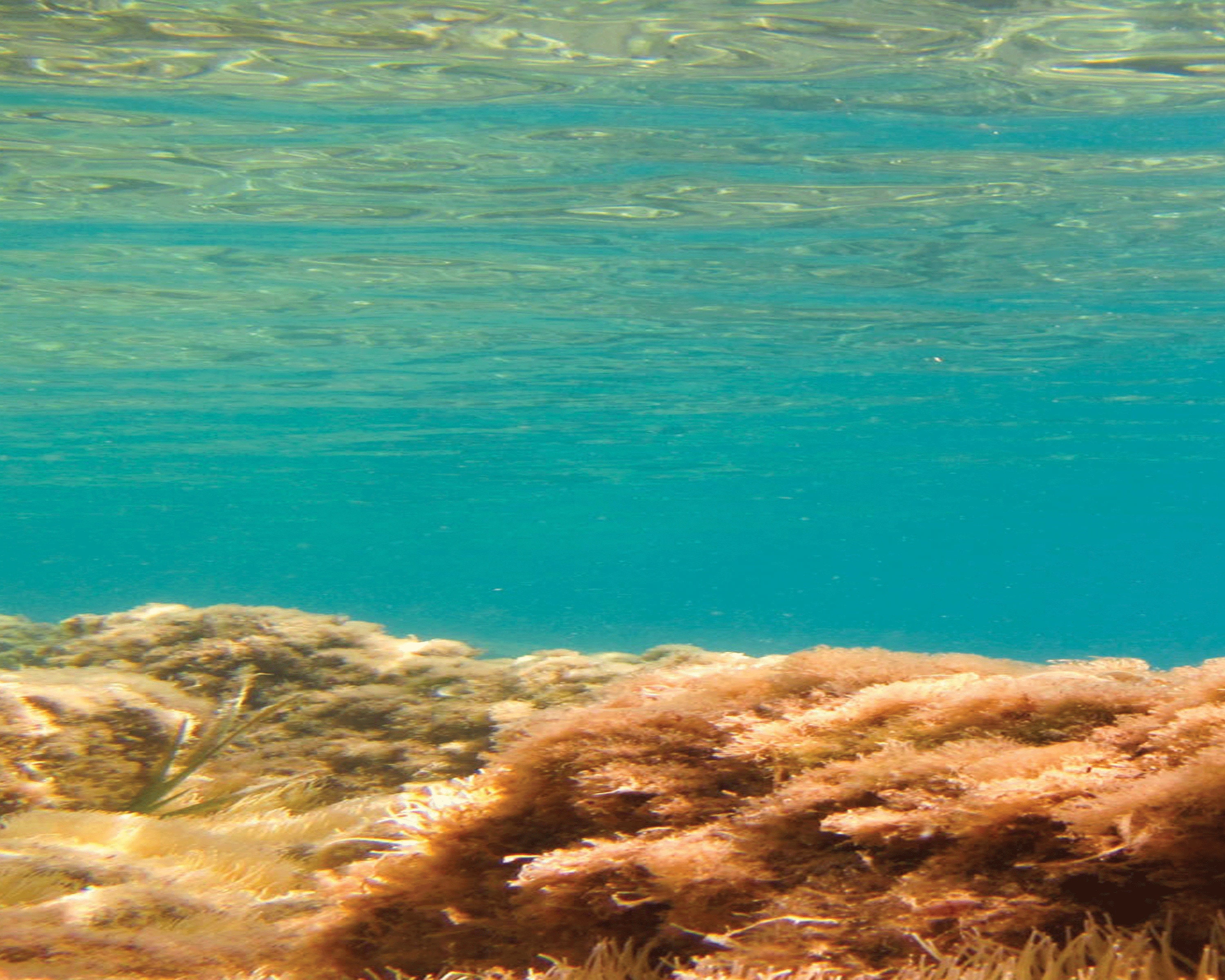 aquarium backgrounds canada