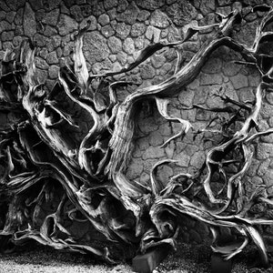 Stone Wall & Branch Vinyl Aquarium Background - Reusable Pet Backdrop