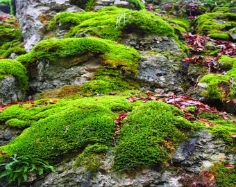 40 Gallon Rock & Moss Background Petbackdrops - Stone Background- Glass Tank Background - Reusable