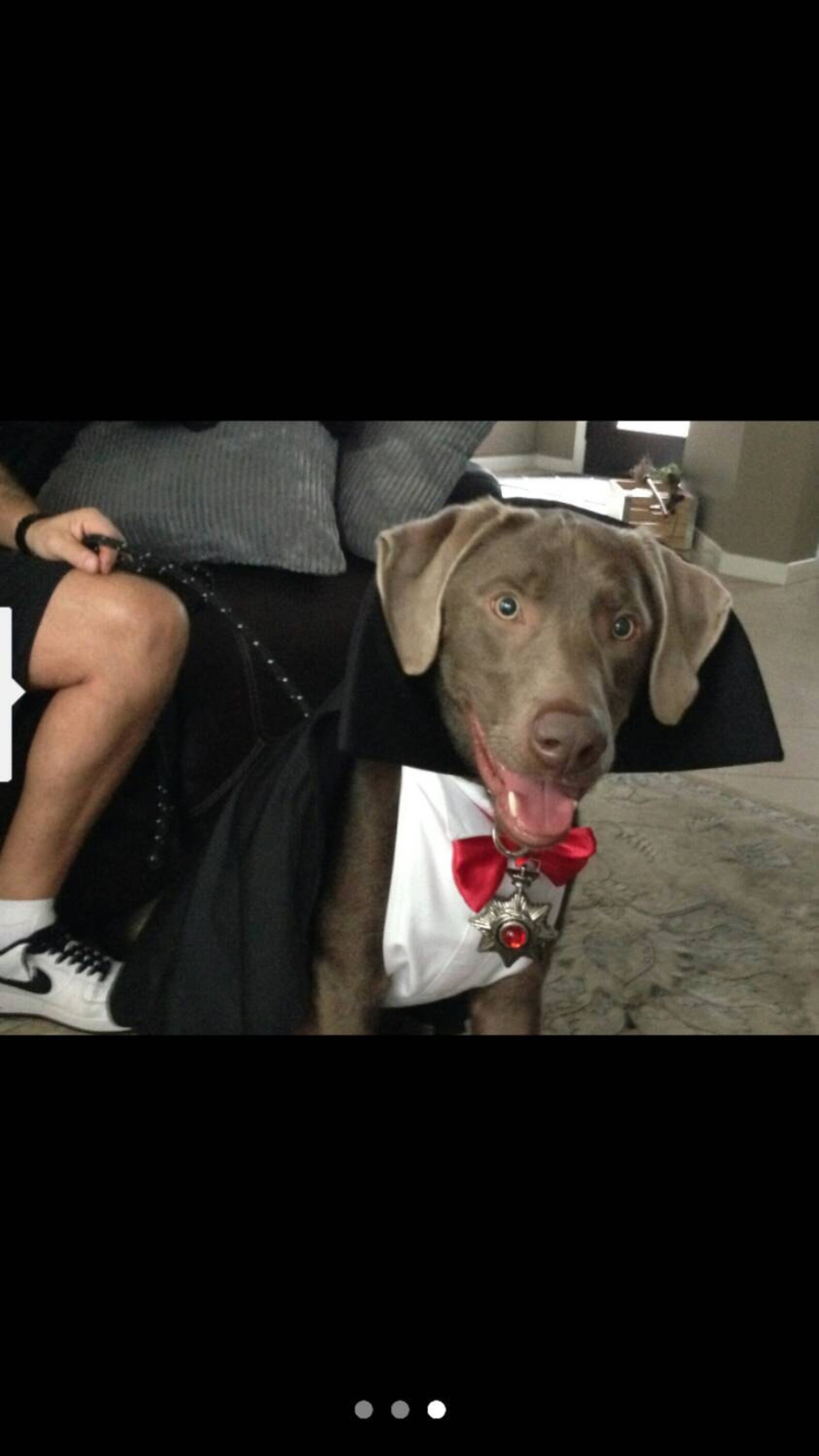 Dracula/vampire Dog Costume Etsy