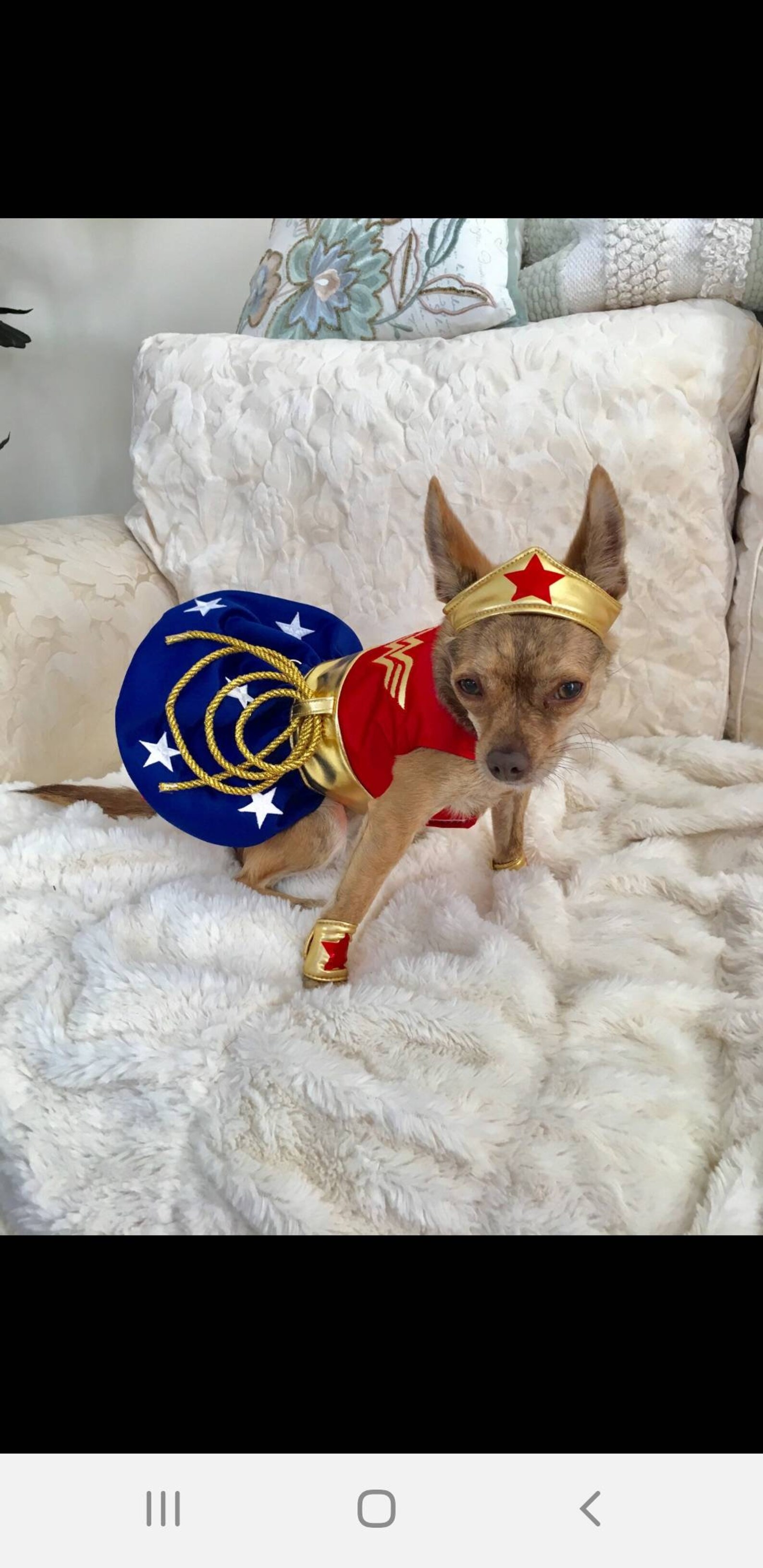 Wonder Woman Dog Costume Etsy