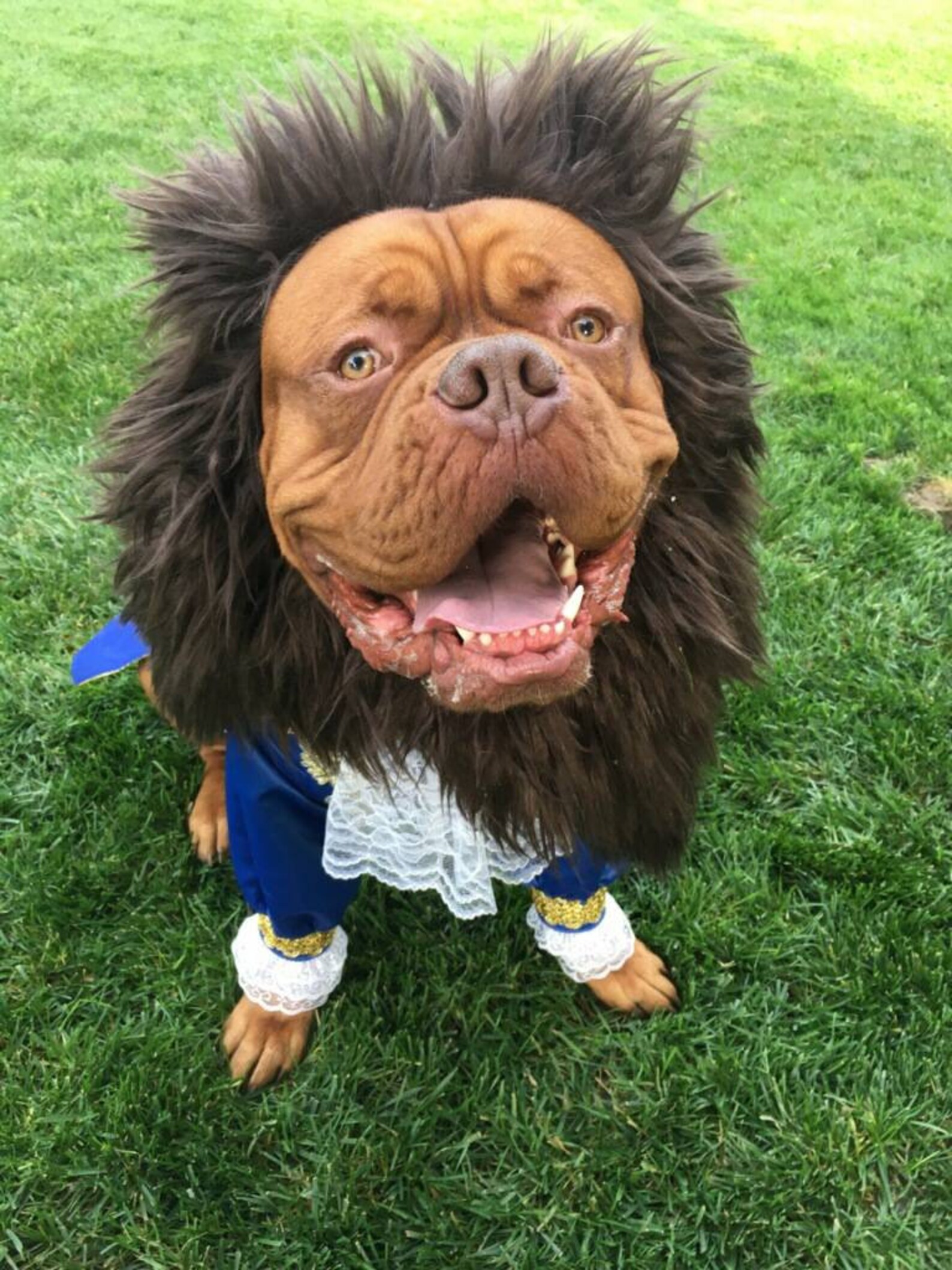 Beast Dog Costume/beauty and the Beast Etsy