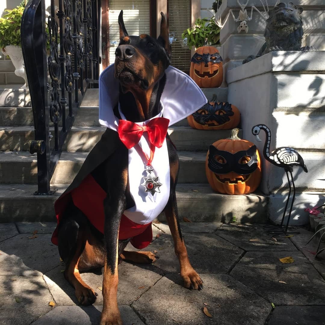 Dracula/Vampire Dog Costume Etsy