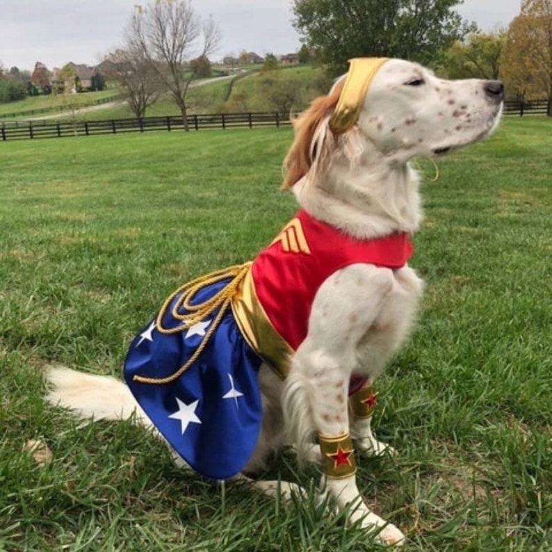 Wonder Woman Dog Costume Etsy