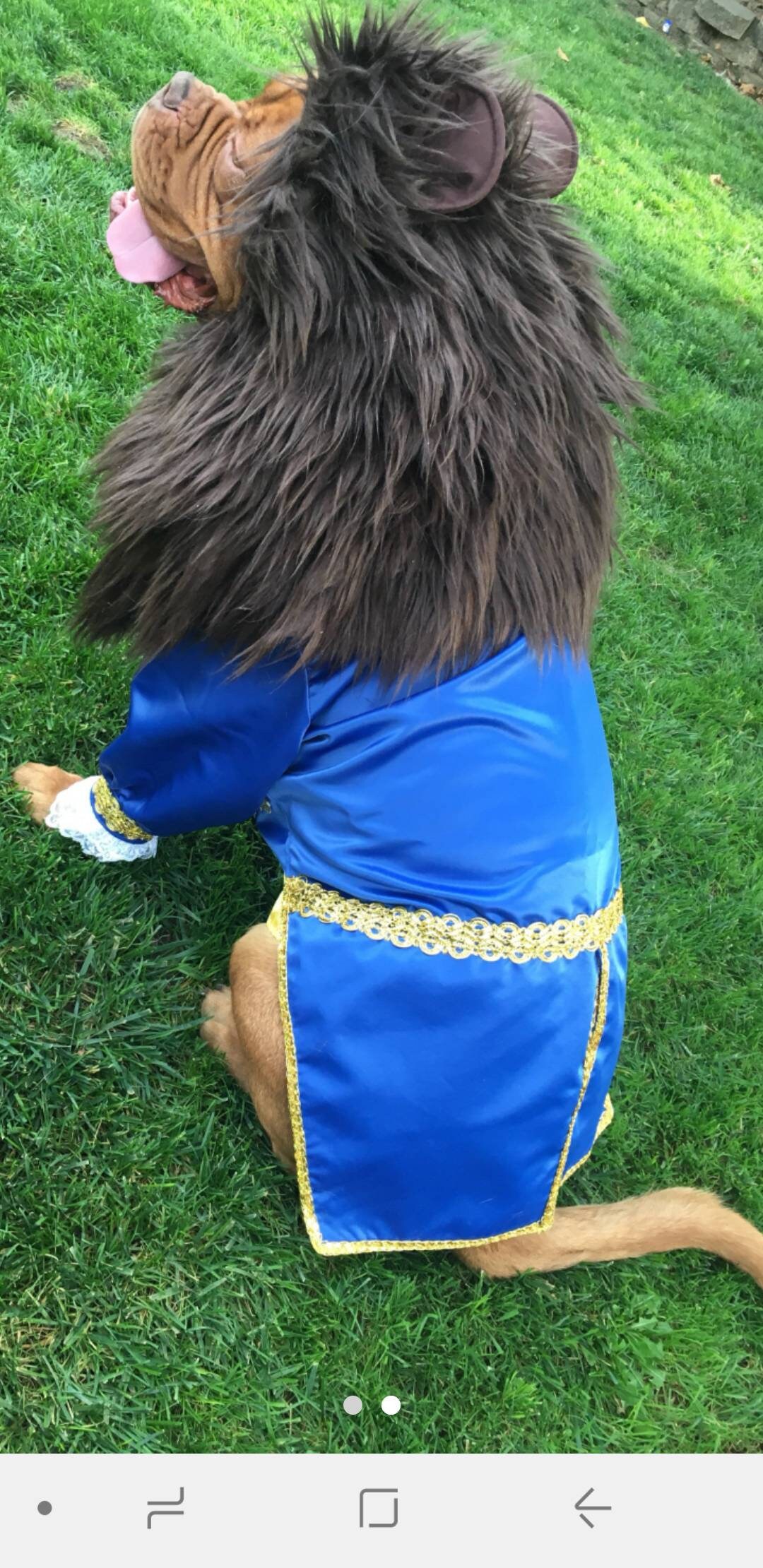 Beast Dog Costume/beauty and the Beast Etsy UK