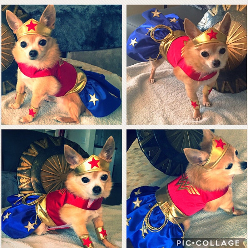 Wonder Woman Dog Costume Etsy
