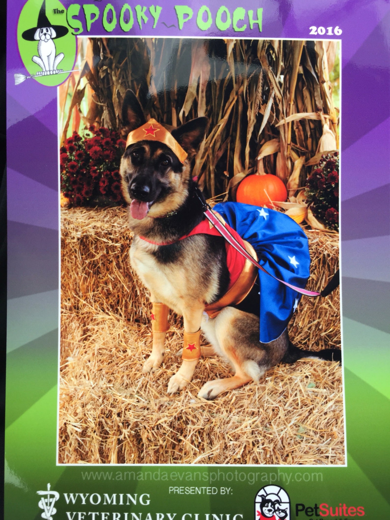Wonder Woman Dog Costume Etsy