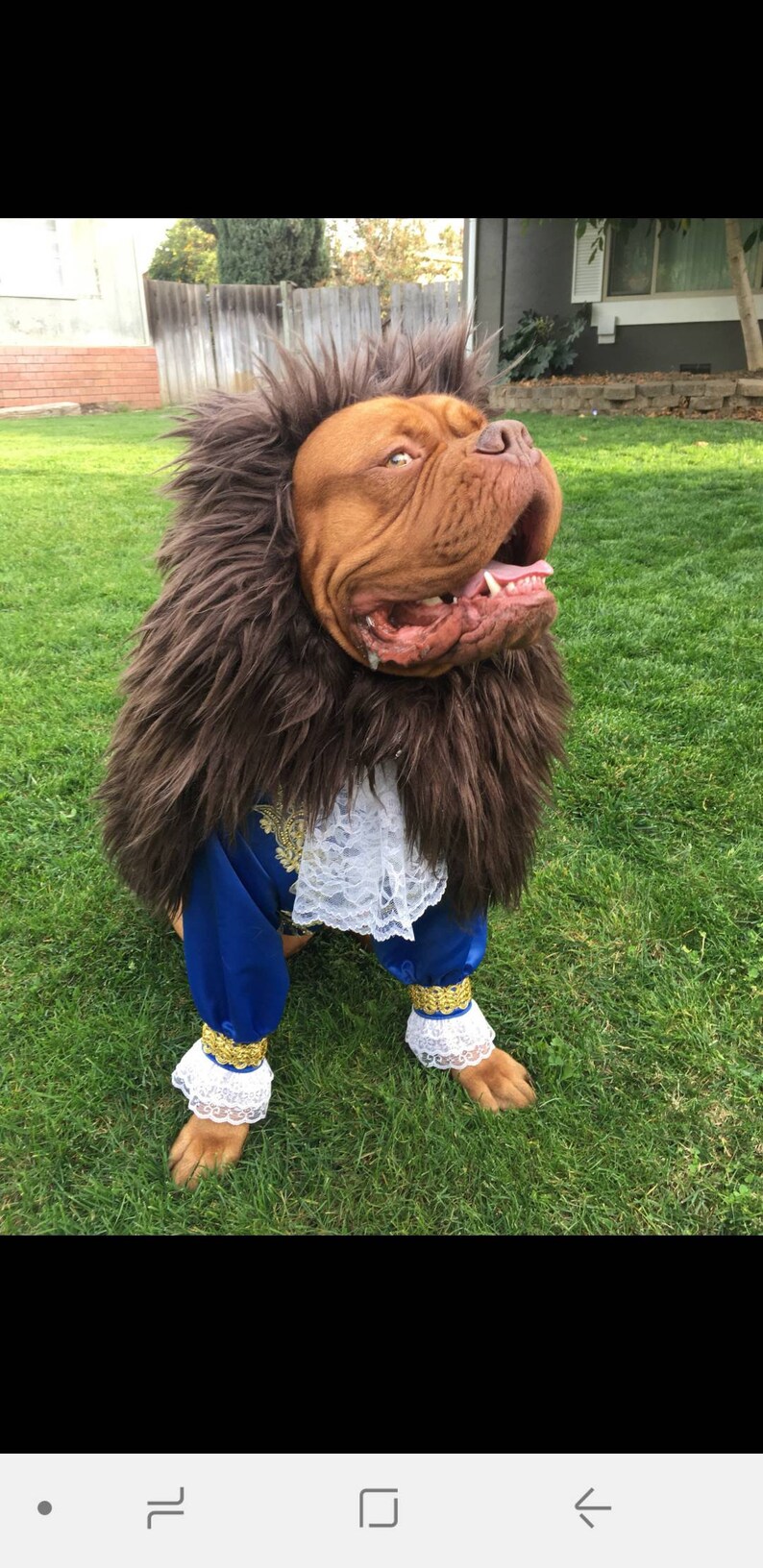 Beast Dog Costume/Beauty and the Beast Etsy