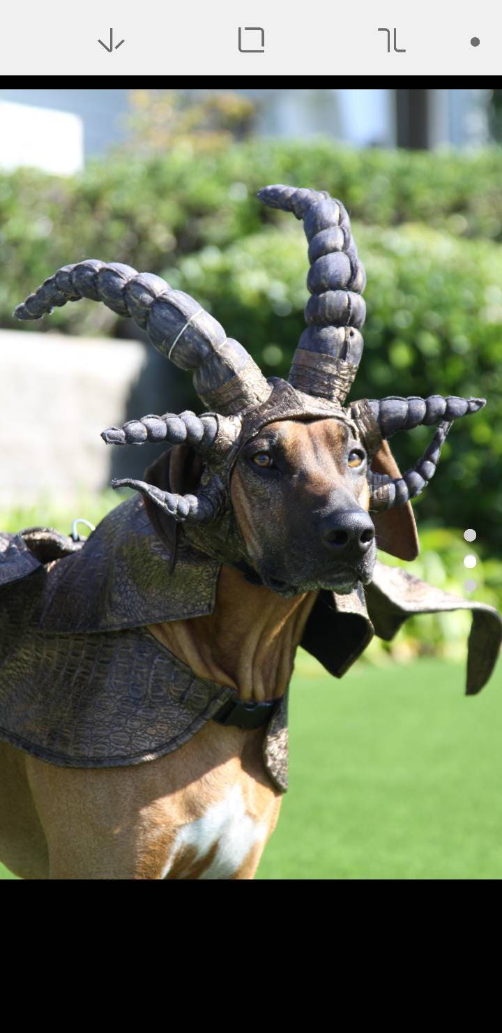 Dragon Dog Costume Etsy