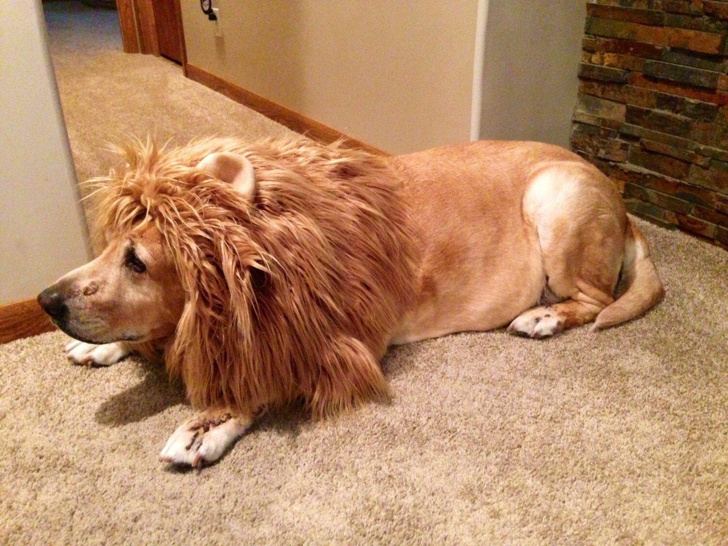 Lion Mane Dog Costume Etsy