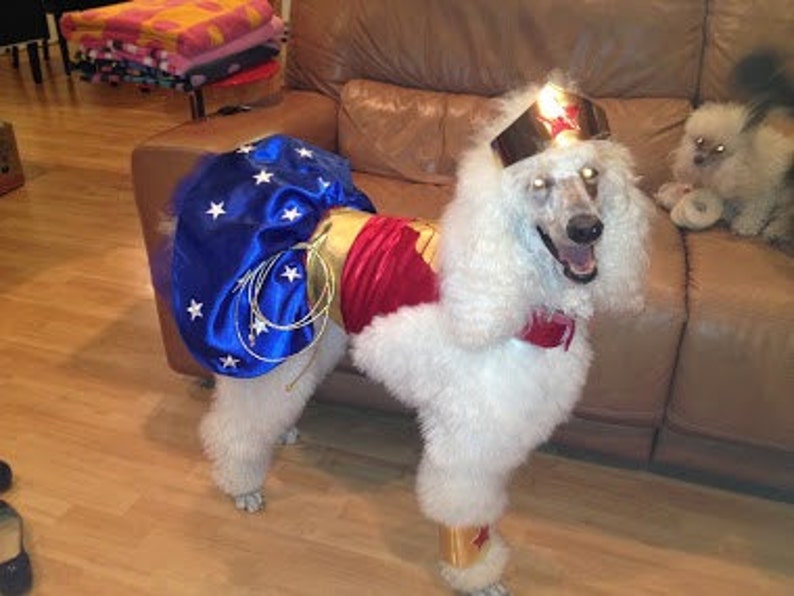 Costume Wonder Woman Per Cane - Taglia M Licenza Ufficiale DC Comics
