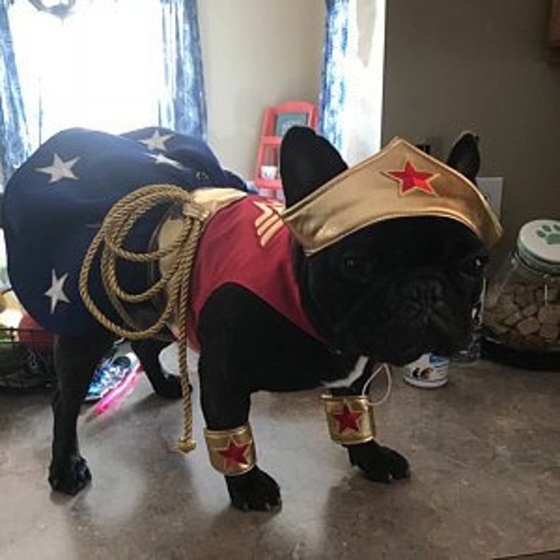 Wonder Woman Dog Costume Etsy