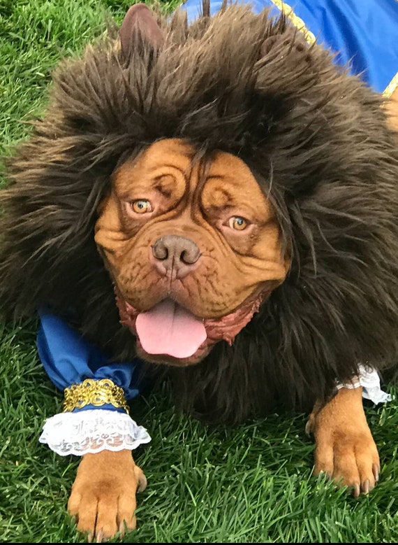 Beast Dog Costume Beauty And The Beast Etsy Beast Dog Costume Beauty And The Beast Etsy
