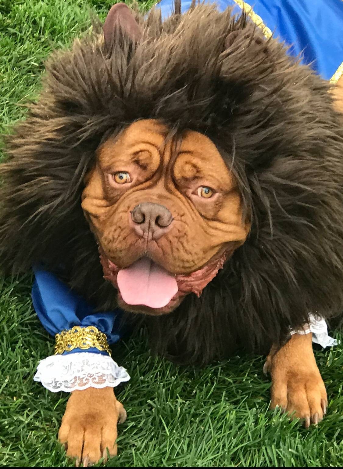 Beast Dog Costume Beauty And The Beast Etsy Beast Dog Costume Beauty And The Beast Etsy