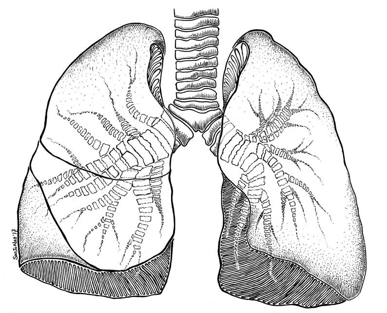 Human Lungs 8x10 print | Etsy