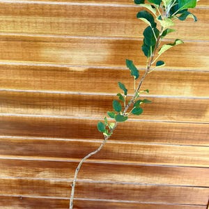 Cranberry Pippin Apple Tree – Unique Tart Apple with Zesty Flavor
